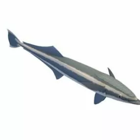 Striped Cat Shark 3d model