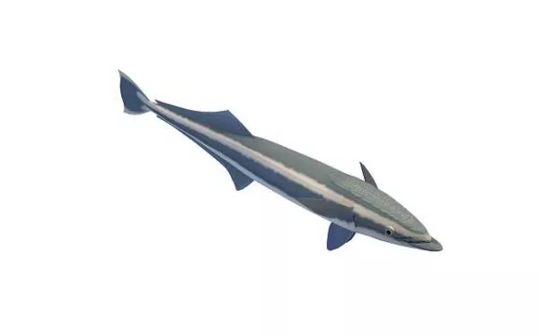 Striped Cat Shark 3d model Striped Cat Shark 3d model