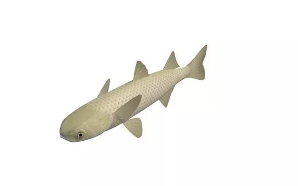 Striped Mullet Fish 3d model Striped Mullet Fish 3d model