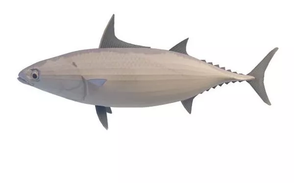 Striped Tuna Fish Animal 3d model Striped Tuna Fish Animal 3d model