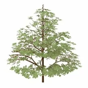 Styrax Officinalis Shrub 3d model