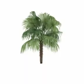 Sugar Palm Tree 3d model