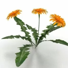 Sunflower Plant 3d model