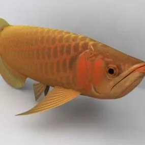 Animal Super Red Arowana 3d model