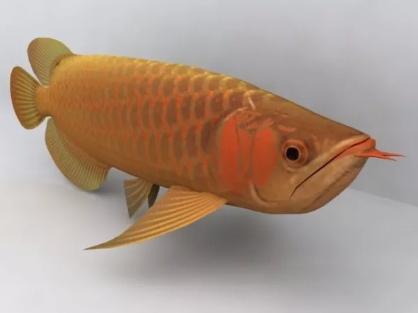 Big Aquarium On Stand 3d model