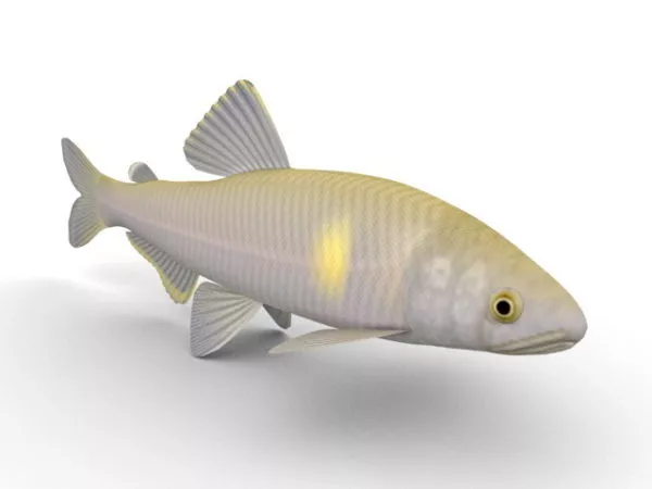 Sweet Ayu Fish Animal 3d model Sweet Ayu Fish Animal 3d model