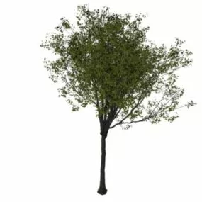 Sweet Cherry Tree 3d model