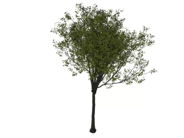 Sweet Cherry Tree 3d model Sweet Cherry Tree 3d model