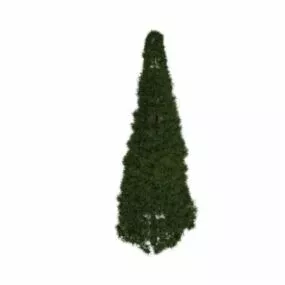 Swiss Stone Pine 3d model