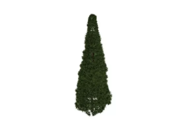 Swiss Stone Pine 3d model Swiss Stone Pine 3d model
