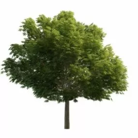 Sycamore Tree 3d model