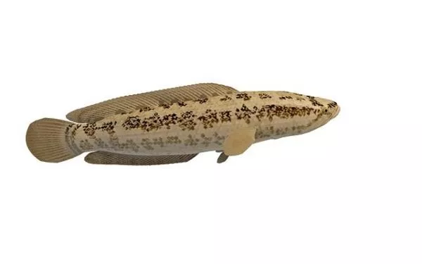 Taiwan Snakehead Fish 3d model Taiwan Snakehead Fish 3d model