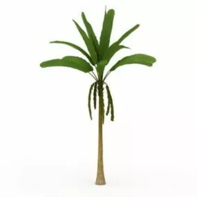 Tall Banana Tree 3d model