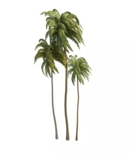 Tall Coconut Palm Trees 3d model Tall Coconut Palm Trees 3d model
