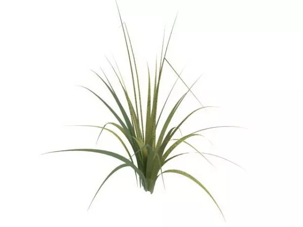 Tall Grass Plants 3d model Tall Grass Plants 3d model