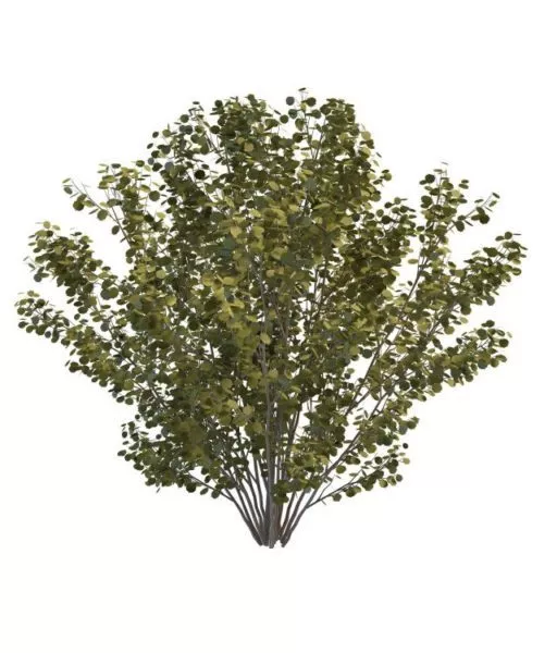 Red Berry Bushes Plant 3d model
