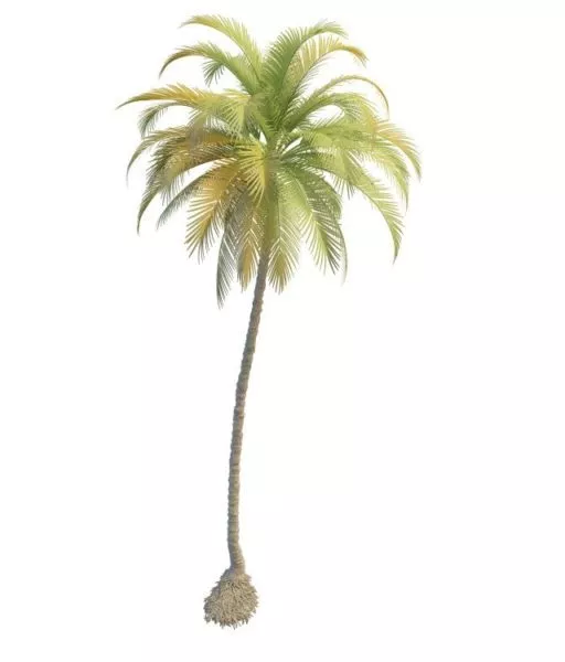 Tall Skinny Palm Tree 3d model Tall Skinny Palm Tree 3d model