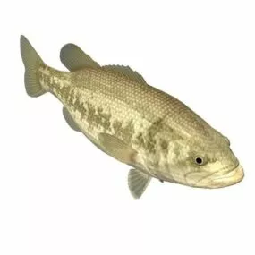 Tautog Blackfish Fish Animal 3d model
