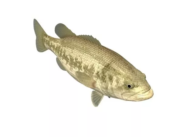 Balloon Puffer Fish 3d model