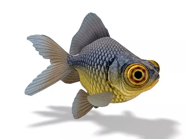 Telescope-eyed Goldfish Animal 3d model Telescope-eyed Goldfish Animal 3d model