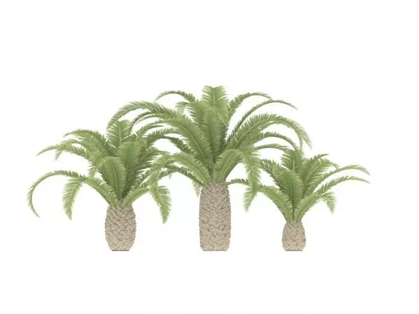 Texas Phoenix Palm 3d model Texas Phoenix Palm 3d model