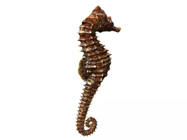 Seahorse Statue 3d model