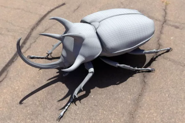 Small Rhinoceros Beetle 3d model