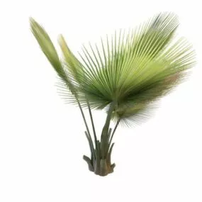 Thrinax Palm 3d model