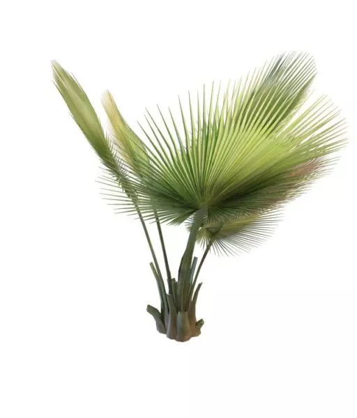 Realistic Coconut Palm Tree 3d model