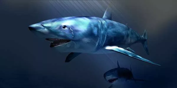 Tiger Shark 3d model Tiger Shark 3d model
