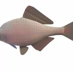 Tokyo Bitterling Fish 3d model
