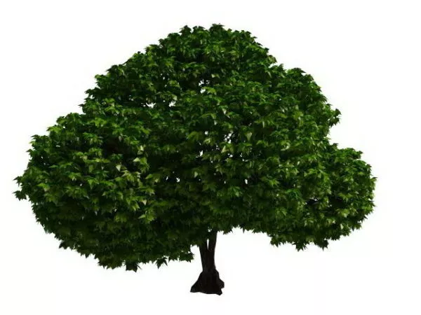 Topiary Tree 3d model Topiary Tree 3d model