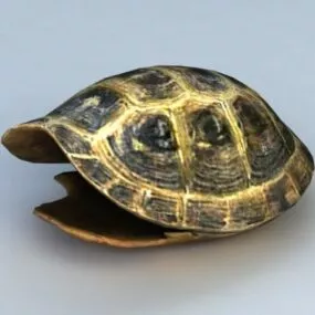 Tortoise Shell 3d model
