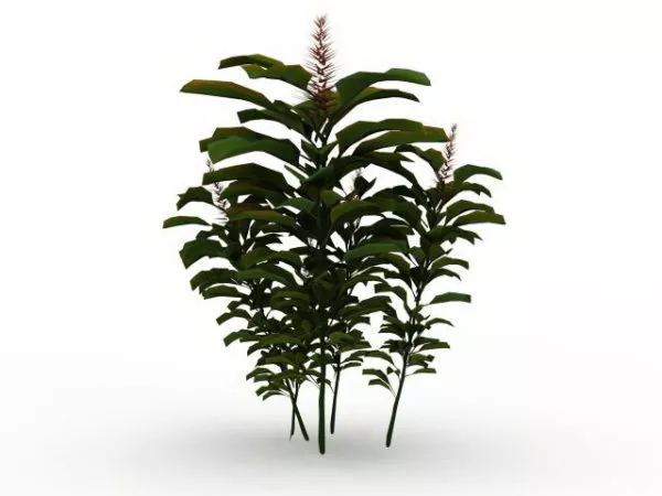 Tree Branch With Leaves 3d model Tree Branch With Leaves 3d model
