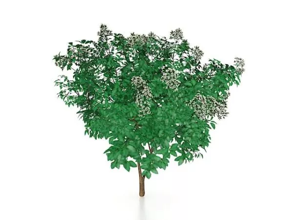Tree With White Flowers 3d model Tree With White Flowers 3d model