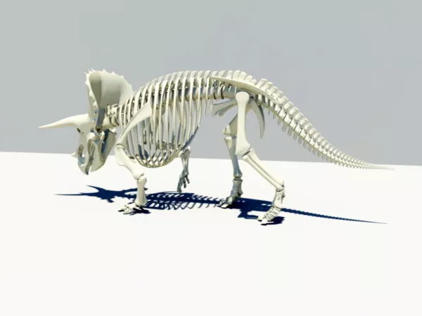 Triceratops Skeleton 3d model Triceratops Skeleton 3d model
