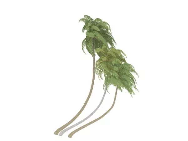 Tropical Coconut Tree 3d model Tropical Coconut Tree 3d model