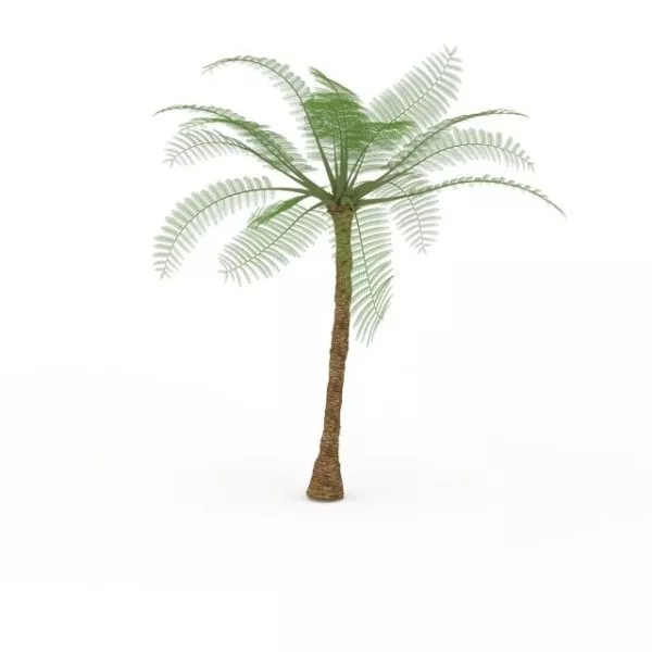 Tropical Palm Tree 3d model Tropical Palm Tree 3d model