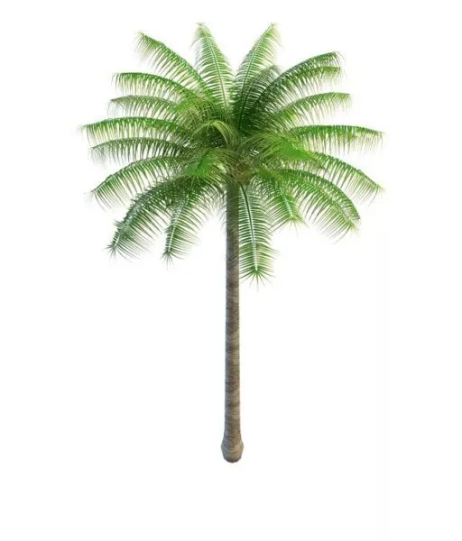 Tropical Palm Tree For Landscape 3d model Tropical Palm Tree For Landscape 3d model