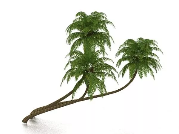 Realistic Coconut Palm Tree 3d model