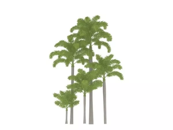 Tropical Plants Palm Trees 3d model Tropical Plants Palm Trees 3d model