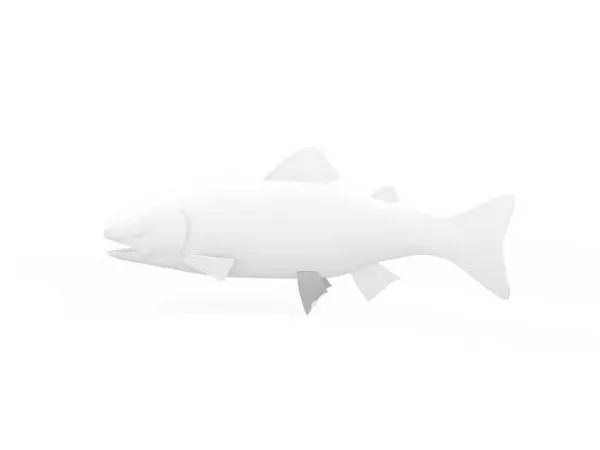 Trout Fish Animal 3d model Trout Fish Animal 3d model