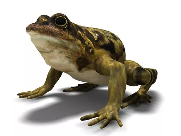 Frog Kid Toy 3d model