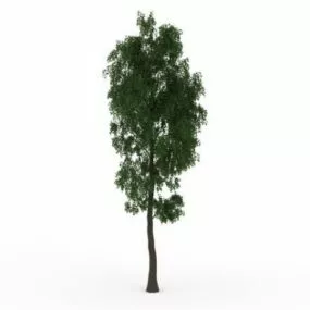 Tulip Poplar Tree 3d model