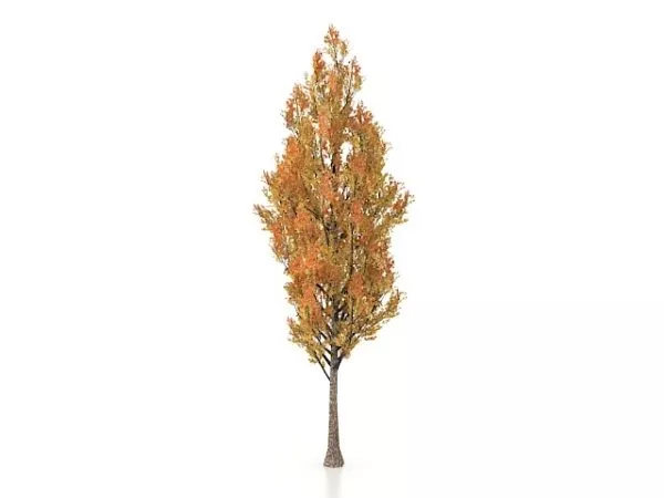 Tulip Tree Yellow Poplar 3d model Tulip Tree Yellow Poplar 3d model