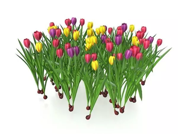 Tulips Flowers 3d model Tulips Flowers 3d model