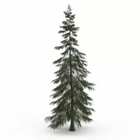 Turkish Fir Tree 3d model