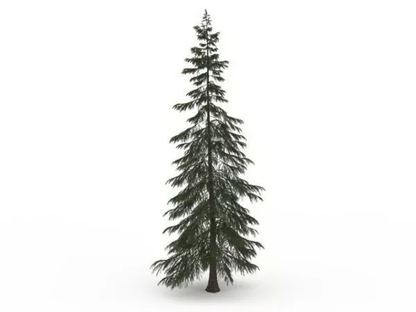 Turkish Fir Tree 3d model Turkish Fir Tree 3d model