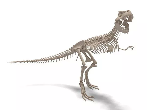 Human Skeleton Full Set 3d model