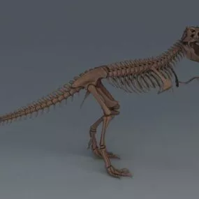 Tyrannosaurus Rex Skeleton 3d model